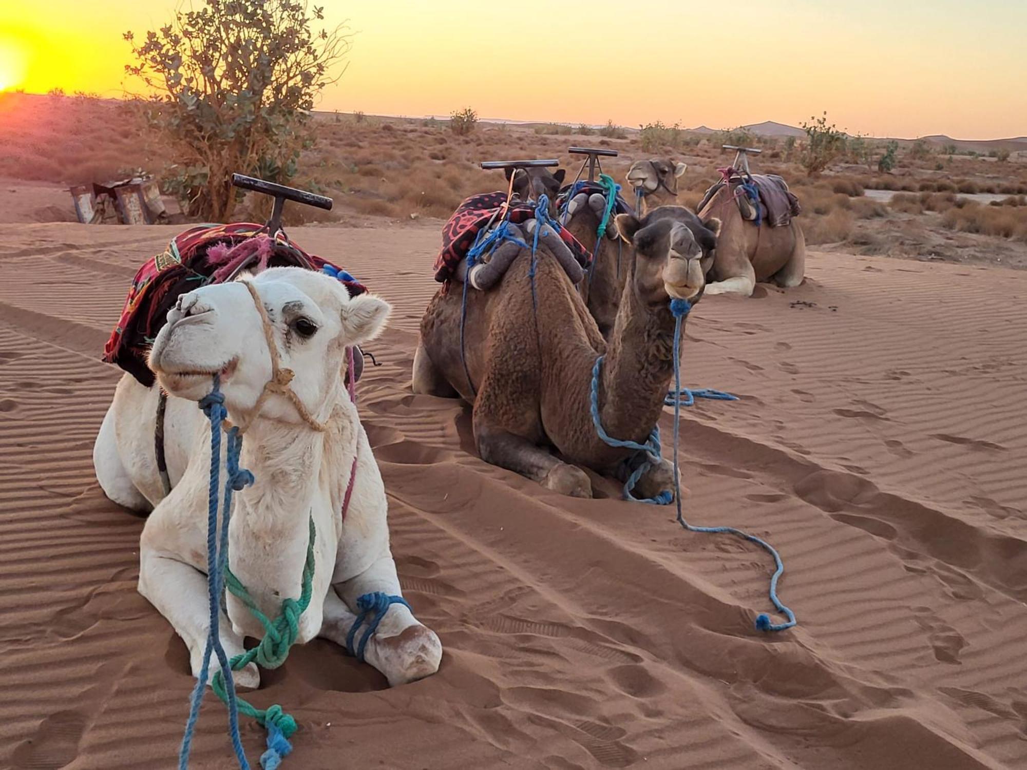 Desert Chegaga Luxury Camp El Gouera المظهر الخارجي الصورة
